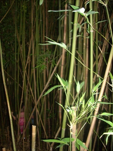 1824_1076900604333_8664_n