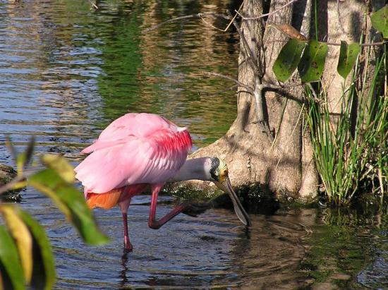 roseate-spoonbill-at
