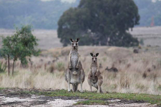 kangarooskangaroos-in-melbournekangaroos-in-the-wi51.jpg
